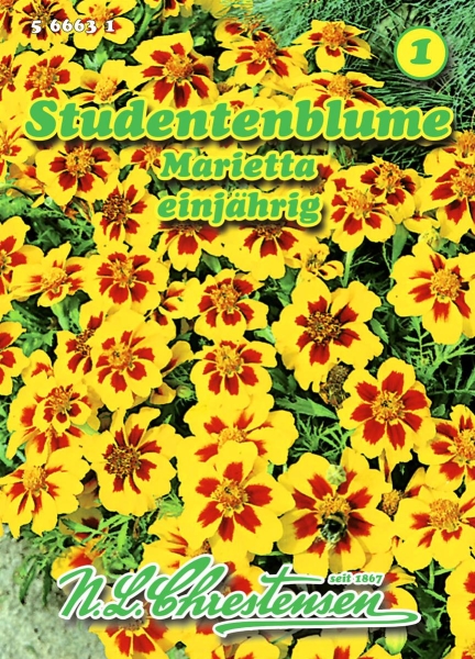 Studentenblume Marietta