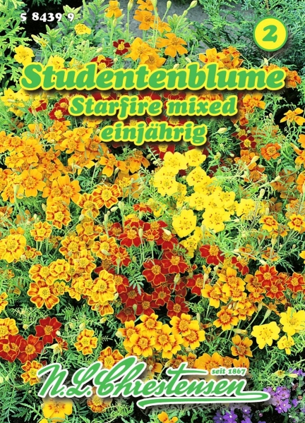 Studentenblume Starfire mixed