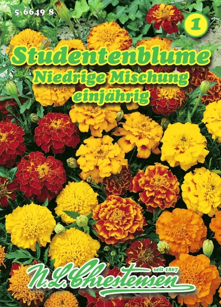 Studentenblume Niedrige Mischung