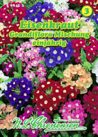 Eisenkraut Grandiflora Mischung