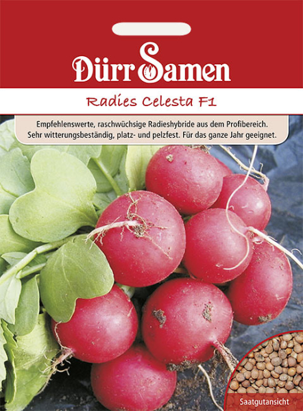 Radieschen Celesta