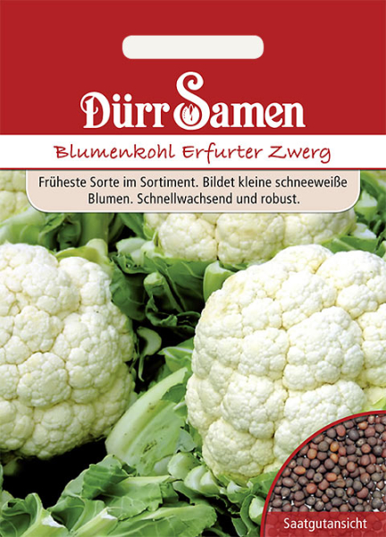 Blumenkohl Erfurter Zwerg