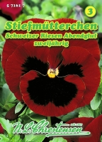 Stiefmütterchen Schweizer Riesen Abendglut MHD 01/26