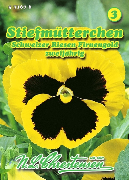 Stiefmütterchen Schweizer Riesen Firnengold