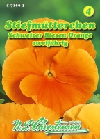 Stiefmütterchen Schweizer Riesen Orange