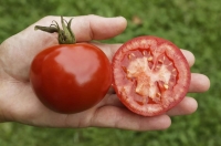 Bio-Freilandtomate Rondobella