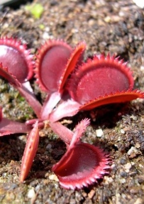 Venus-Fliegenfalle "Red Piranha"