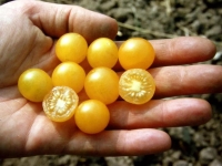 Bio-Wildtomate Golden Currant