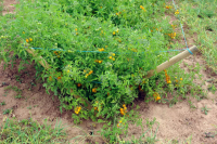 Bio-Wildtomate Golden Currant