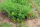 Bio-Wildtomate Golden Currant