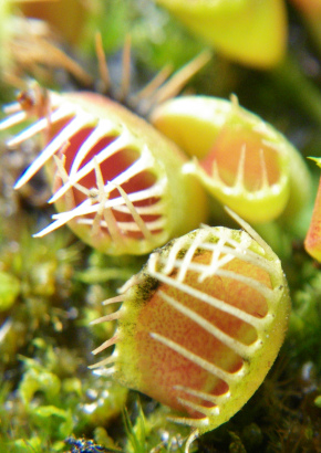 Venus-Fliegenfalle Trichterfalle MHD 10/25