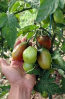 Bio-Saucentomate Black Plum MHD 06/25