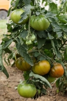 Bio-Fleischtomate Ananori