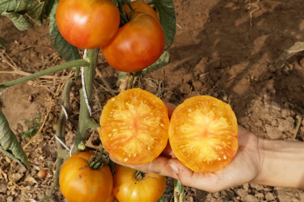 Bio-Fleischtomate Oaxacan Jewel