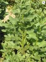 Bio-Puffbohne Karmesin