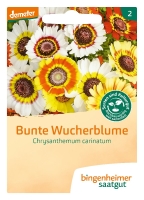 Bio-Bunte Wucherblume
