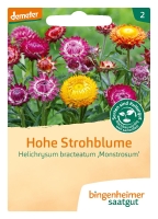 Bio-Strohblume Hoch