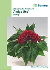 Hahnenkamm Celosia Amigo rot