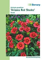 Kokardenblume Arizona Rote Töne