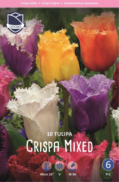 Crispa Tulpen Mix 40cm 10 Stk.