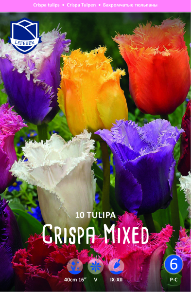 Crispa Tulpen Mix 40cm 10 Stk.