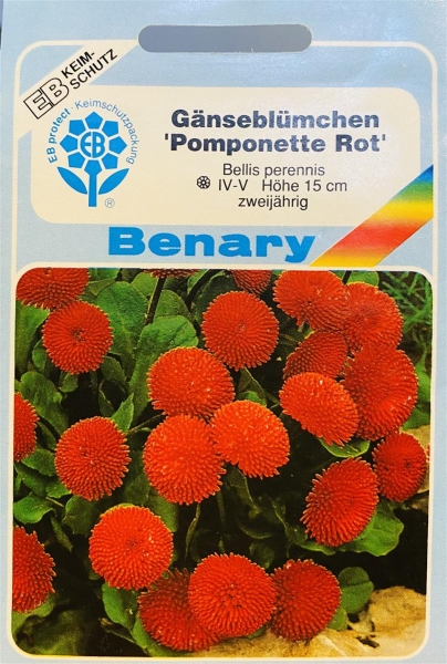 Gänseblümchen Pomponette Rot
