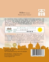 Möhre Caracas MHD 12/25