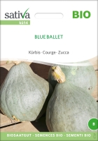 Bio Kürbis Blue Ballet