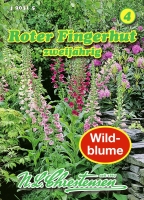 Roter Fingerhut Wildblume