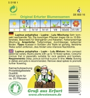 Lupine Lulu/Minarette Mix mehrjährig