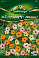 Schwarzäugige Susanne Pastellmix