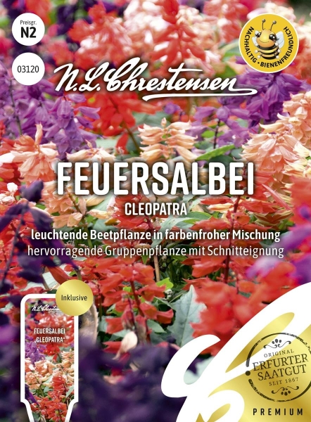 Feuersalbei Cleopatra