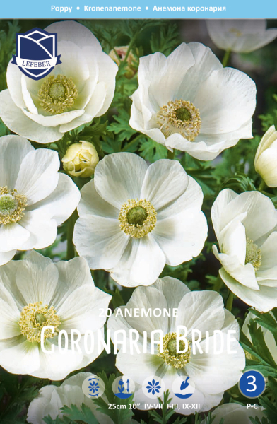 Anemone Coronaria Bride 20 Stück