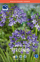Schmucklilie Agapanthus Africanus