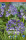 Schmucklilie Agapanthus Africanus