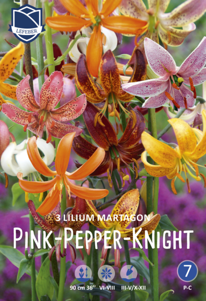 Türkenbundlilie Pink-Pepper-Knight