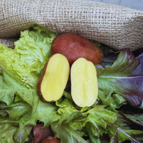 Pflanzkartoffel Rosara 2,5kg ca.40 Stück