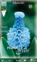 Muscari Azureum