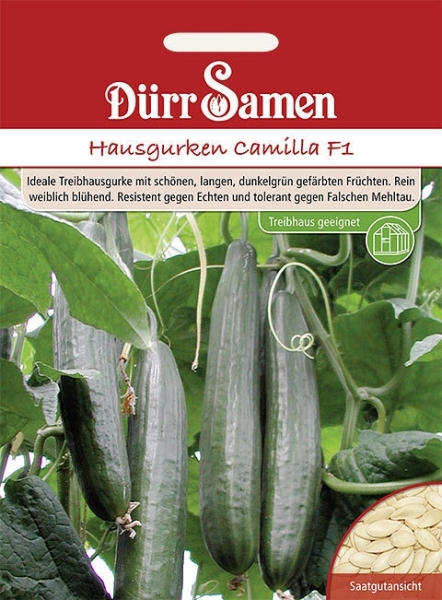 Salatgurke Euphya