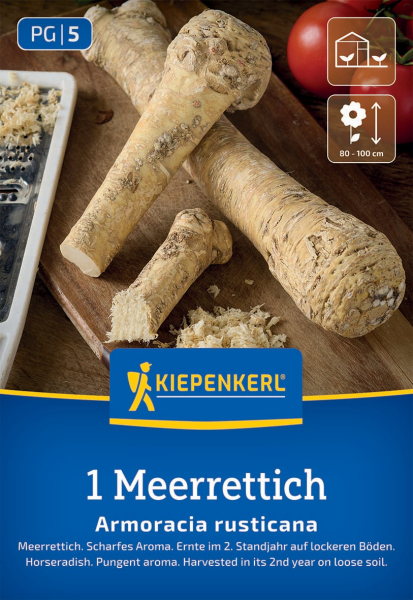 Meerrettich Armoracia rusticana 1 Knolle