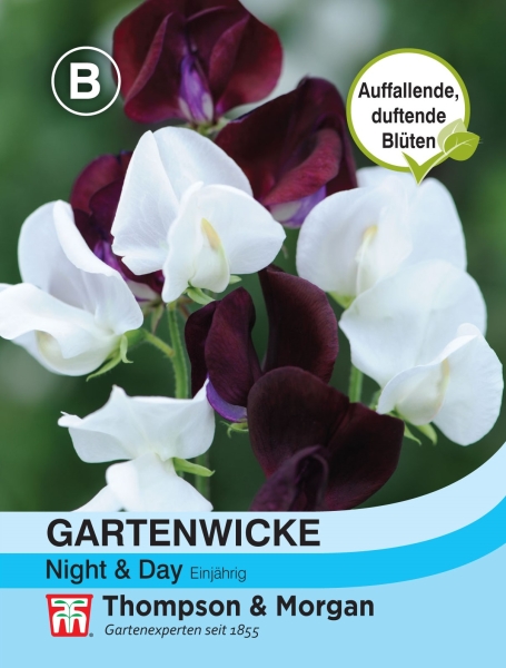 Gartenwicke Night & Day