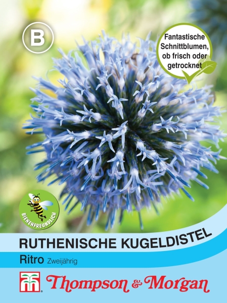 Ruthenische Kugeldistel Ritro