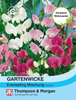 Gartenwicke Everlasting Mix