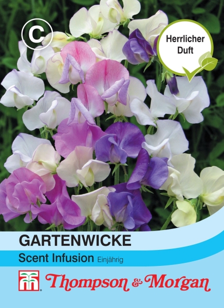 Gartenwicke Scent Infusion