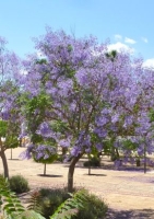 Jacaranda / Palisander