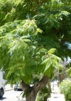 Jacaranda / Palisander