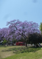 Jacaranda / Palisander