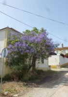 Jacaranda / Palisander