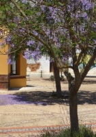 Jacaranda / Palisander