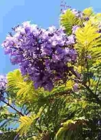 Jacaranda / Palisander